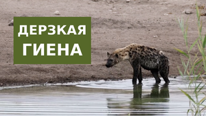 Дерзкая Гиена