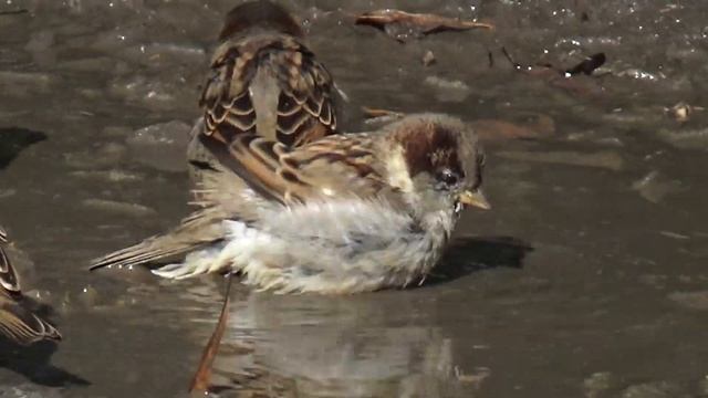 А ВОРОБЬЯМ КАНАРЫ НЕ НУЖНЫ!!!ИМ ЛУЖА - ЛАЗУРНЫЙ БЕРЕГ!!!Деревенский влог смотреть онлайн