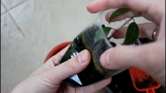 Гибискус из семян подрос. Пересаживаю.__Валентина Земскова.