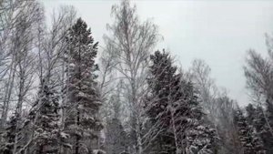 Ловля певчих птиц. Птицы Урала. Белопоясые и простые клесты.