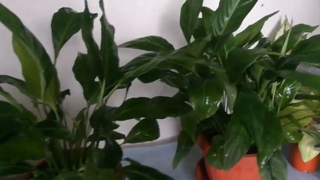 Спатифиллум будет шикарным, если..