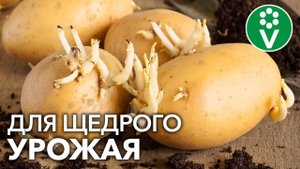 Как ПОДГОТОВИТЬ КАРТОФЕЛЬ К ПОСАДКЕ? Важные приемы, которые удвоят урожай