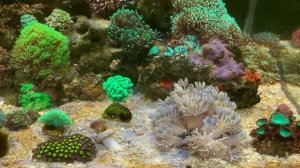 В моем морском аквариуме катастрофа, фосфат с органикой зашкаливают. Что делать непонятно...