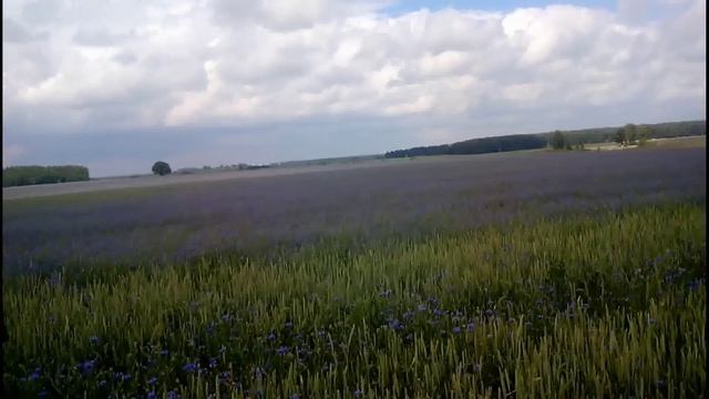Кочевка пчел на василек синий полевой Часть 2 Migrations bee on cornflower blue field Part 2 смотреть онлайн
