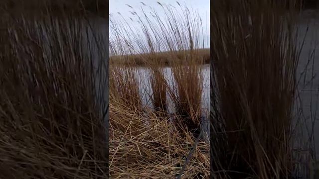 Краснодар юбилейный 8марта(2)