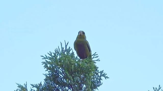 Обыкновенная зеленушка | European Greenfinch | Carduelis Chloris