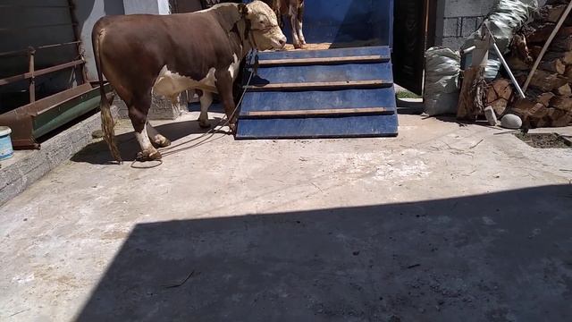 быки сементал и герефорд на забой