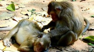 Angel monkey feeling asleep during got grooming from Spring monkey , ASMR Grooming