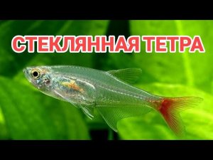 СТЕКЛЯННАЯ ТЕТРА. СОДЕРЖАНИЕ, УХОД, КОРМЛЕНИЕ И РАЗВЕДЕНИЕ