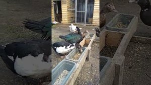 Мускусные утки/Много ли едят мускусные утки?
