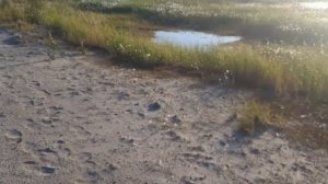 Карьер-купание (трасса Надым-Салехард). 501 стройка (Гулаг).