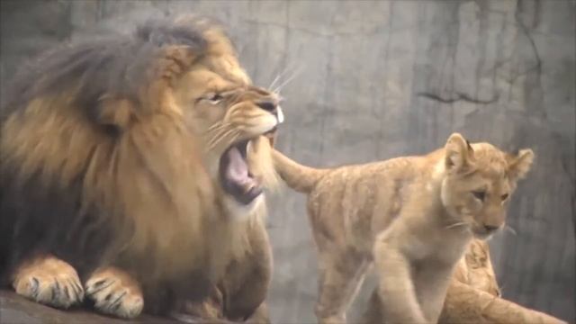 Живая планета - Лев смотреть онлайн