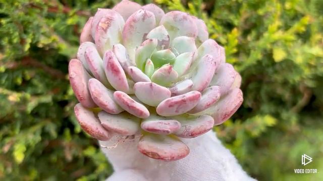 Echeveria Juliana Pink смотреть онлайн