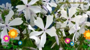 Флокс растопыренный Белые Духи. Краткий обзор, описание характеристик phlox divaricata White Perfum