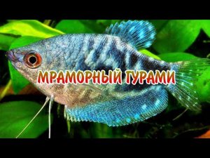 МРАМОРНЫЙ ГУРАМИ. СОДЕРЖАНИЕ И РАЗВЕДЕНИЕ.