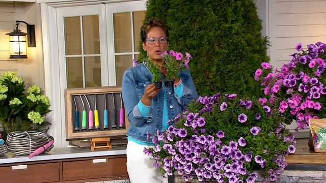Roberta's 4-Piece Durabloom Petunia Series Live Plants on QVC смотреть онлайн