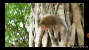 ЛУЧШЕ ПРИКОЛЫ УГАР! ИСПУГ обезьяны и собак