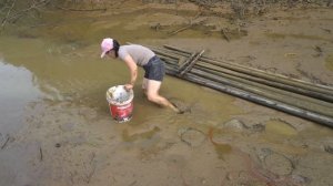 Harvesting Mussels in The Mud - Go To The Market To Sell - Free Bushcraft, Building farm