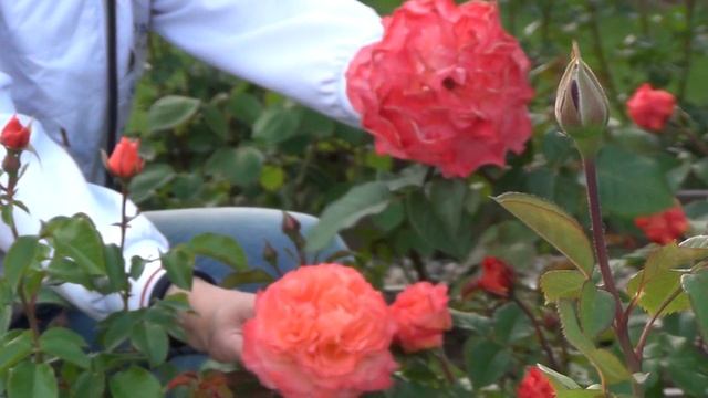 Роза Augusta Luise (Августа Луиза) смотреть онлайн