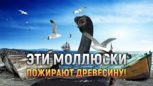 Найдены моллюски, пожирающие древесину! | DeeaFilm