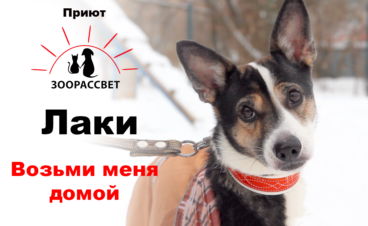 Взять собаку из приюта Лаки. Приют ЗООРАССВЕТ