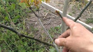 грецкий орех сорт Кочерженко на 19052021