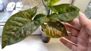 Сингониум Pink Splash Пинк сплеш