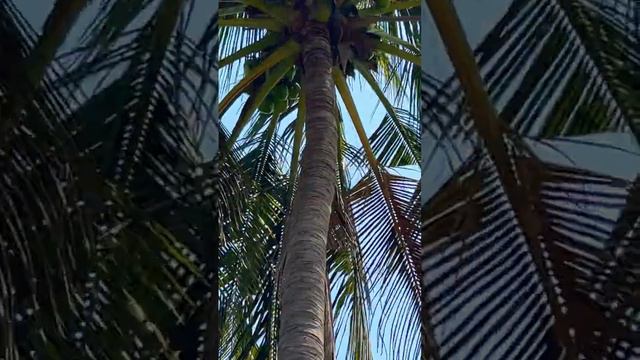Coconut tree #gujrat #kutchh #farms #farmersprotest #organic #Coconut ￼￼ смотреть онлайн