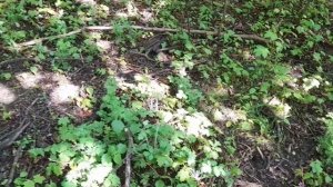 Засеяли жирное поле, перебираемся копать в лес...