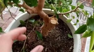 Фикус ВИАНДИ кардинальная обрезка.