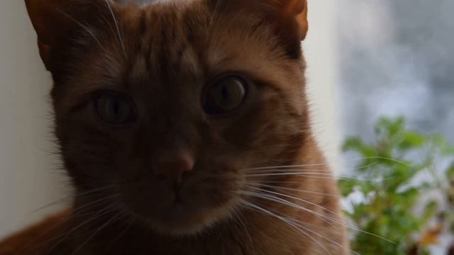 Nikon D5300 + Helios 44M-4 смотреть онлайн