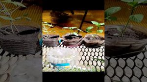 Лайфхак: сад и огород на балконе в пятилитровых бутылках 5л для рассады огурцов помидор перца зелени