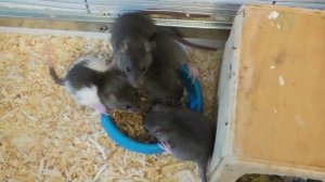 Где купить и как выбрать крысу. Кого выбрать - мальчика или девочку? Покупка крысы