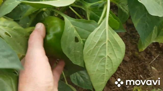 Как обеспечить кур зелеными кормами зимой.