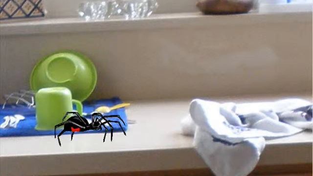 Огромный паук ползет по кухонному столу смотреть онлайн