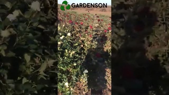 саженцы роз от Gardenson