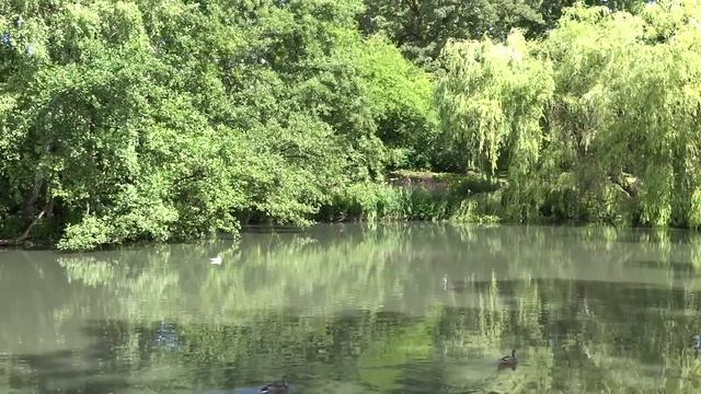 В квартире 8 комнат. Не считая кухни, прачечной, сауны, гардеробной, ванных комнат. А на 2 этаже... смотреть онлайн