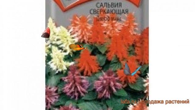 Сальвия сверкающий Сверкающая Дварф микс ? обзор: как сажать, семена сальвии Сверкающая Дварф микс смотреть онлайн