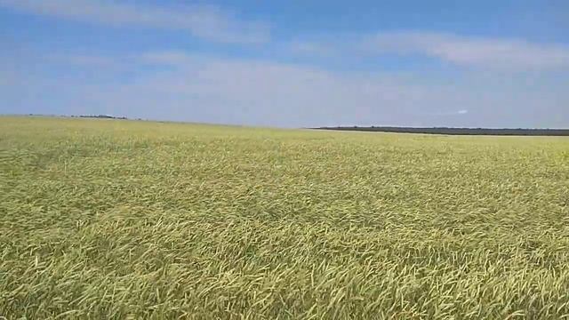 Поле пшеница смотреть онлайн