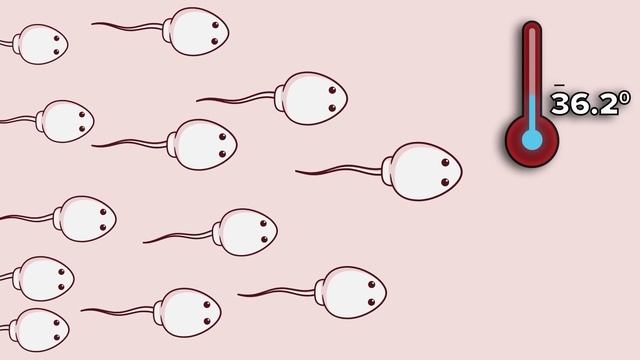 Почему удар в пах вызывает такую сильную боль? смотреть онлайн