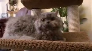 cats 101 selkirk-rex **High Quality**