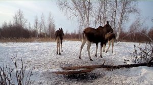 Лоси и соль. Что делают лоси у солонца.