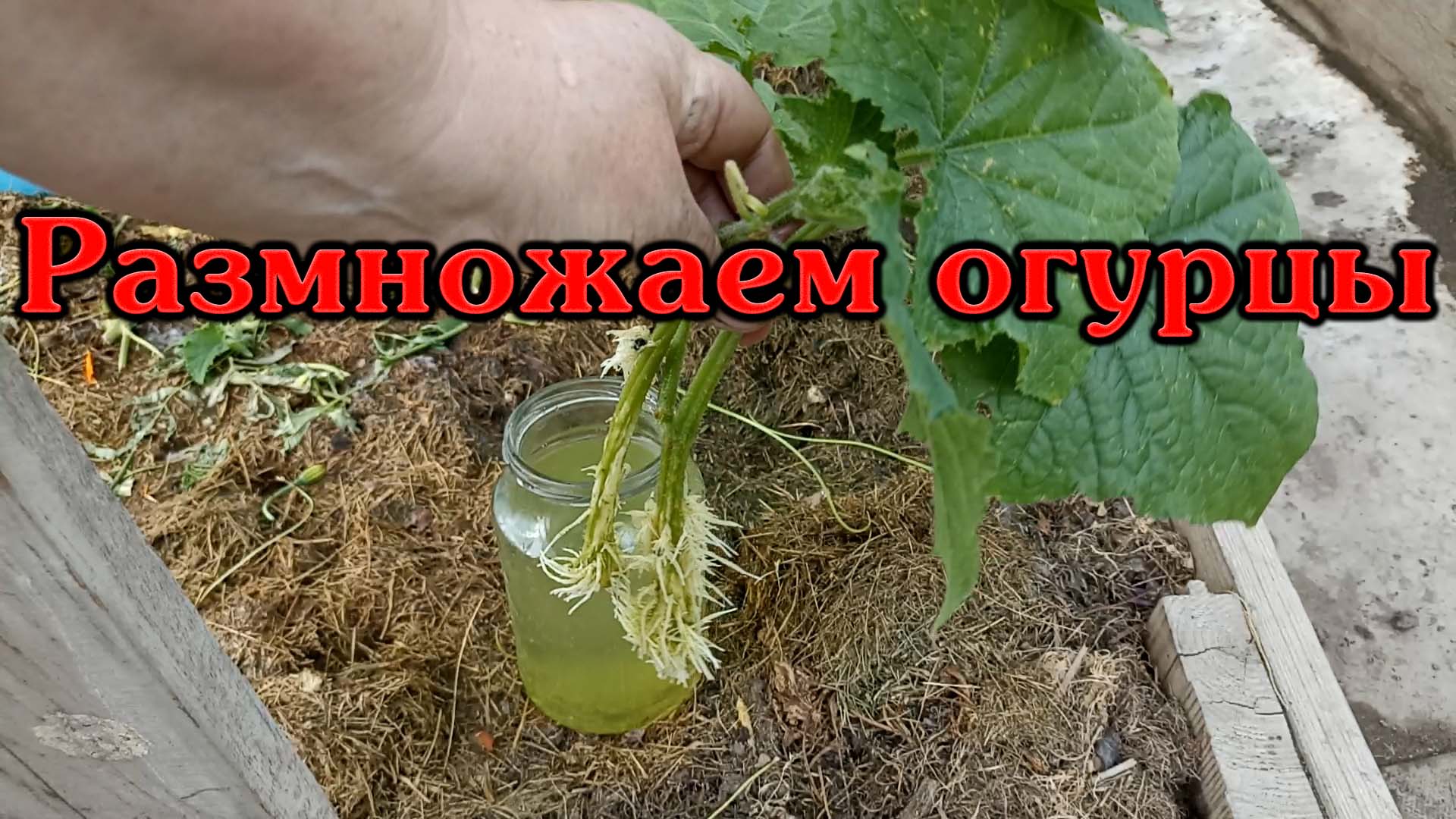 Пасынки на огурцах