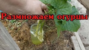 Размножаем огурцы черенками, пасынками