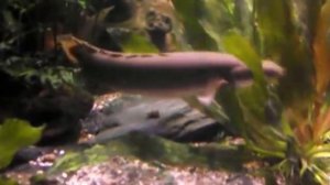Аквариумная рыбка похожая на дракона, Полиптерус сенегальский, Polypterus senegalus, океанариум спб
