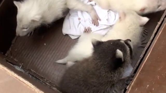Extremely Rare Albino Raccoons смотреть онлайн