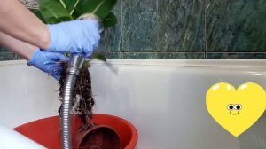 Диффенбахия Грин Меджик ( кустовая ).Пересадка.Размножение