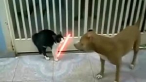 Кот Дарта Вейдера