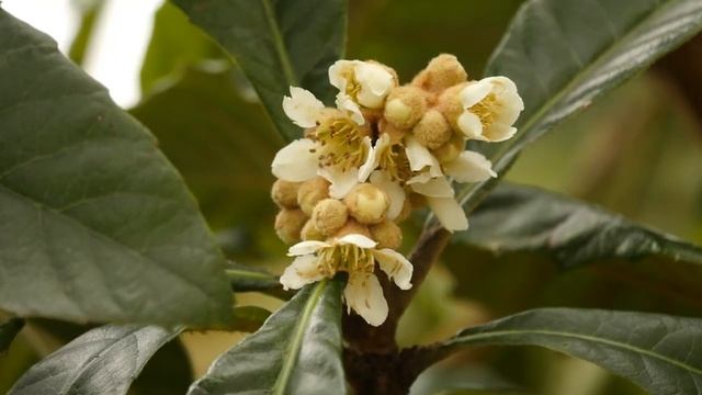 instagram#木#ビワ[枇杷]#家の庭#Tree#Eriobotrya japonica#The garden of my home#20201129 смотреть онлайн