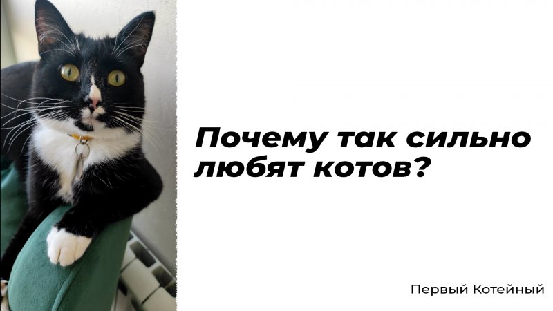 Почему так сильно любят котов? ?